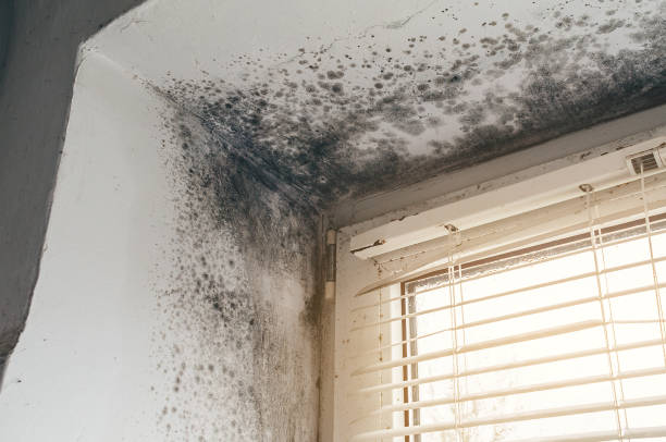 Affordable Mold Remediation solutions in Paris, VA